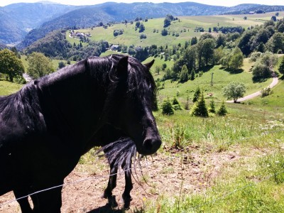 Meeting a Black Forest local